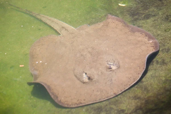 Stingray d'acqua dolce in acque poco profonde — Foto Stock