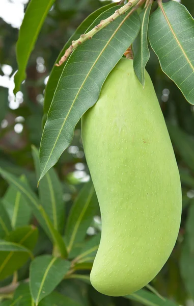 Grüne Mango mit Blättern am Baum — Stockfoto