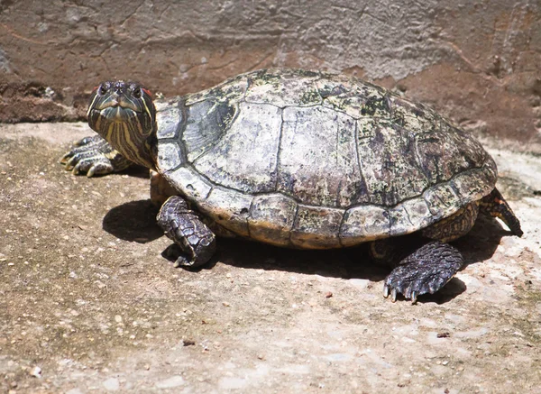 Red ear turtle — Stock Photo, Image