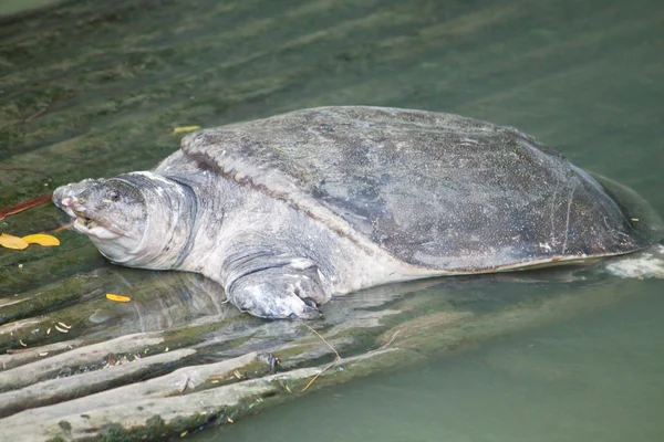 Snapping turtle — Stock Photo, Image