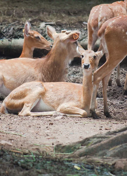 Brow-antlered deer — Stock Photo, Image