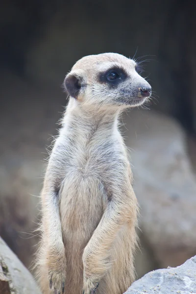 Meerkat. — Fotografia de Stock