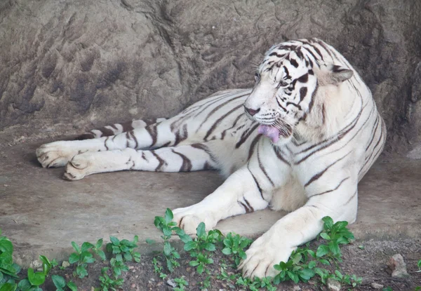 White tiger — Stock Photo, Image