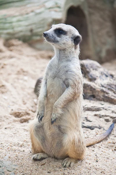 Meerkat. — Fotografia de Stock