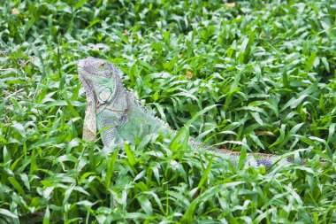 Yeşil çimenlerin üzerinde yeşil iguana