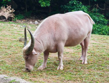 Albino buffalo