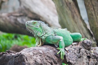 ahşap üzerine yeşil iguana