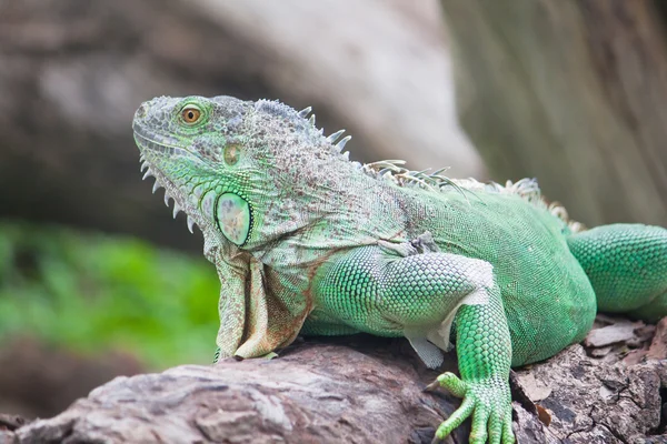 Grüner Leguan auf Holz — Stockfoto