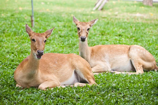 Beautiful deer on green grass — Stock Photo, Image