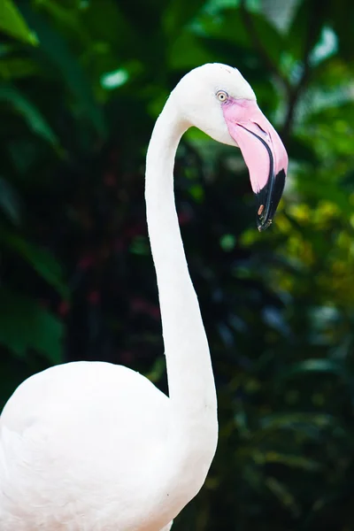 Portrét Flamingo — Stock fotografie
