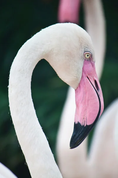 Flamingo portréja — Stock Fotó