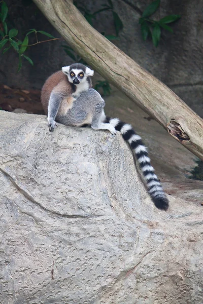 Beautiful lemur — Stock Photo, Image