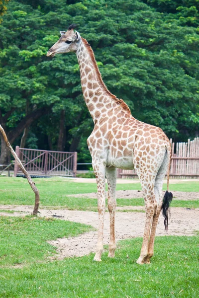 Giraffe — Stockfoto