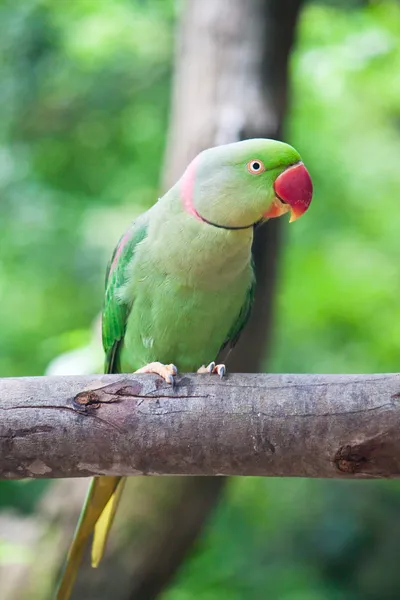 Groene papegaai vogel — Stockfoto