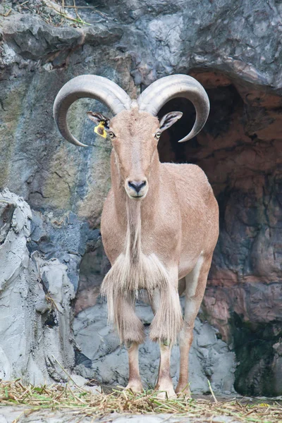 Cabra de montaña marrón —  Fotos de Stock