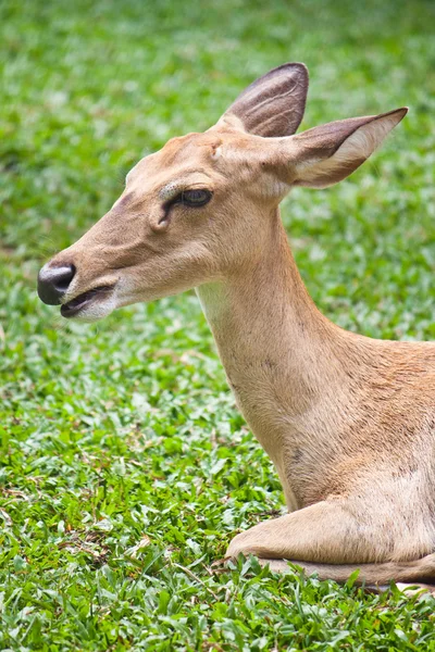 Beautiful deer closeup — Stock Photo, Image