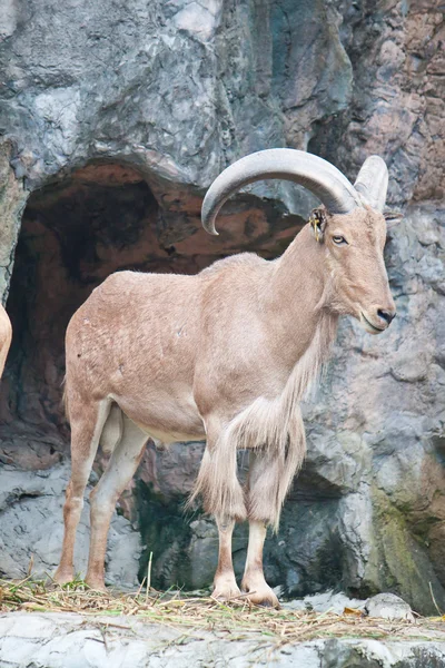 Brown mountain goat — Stock Photo, Image