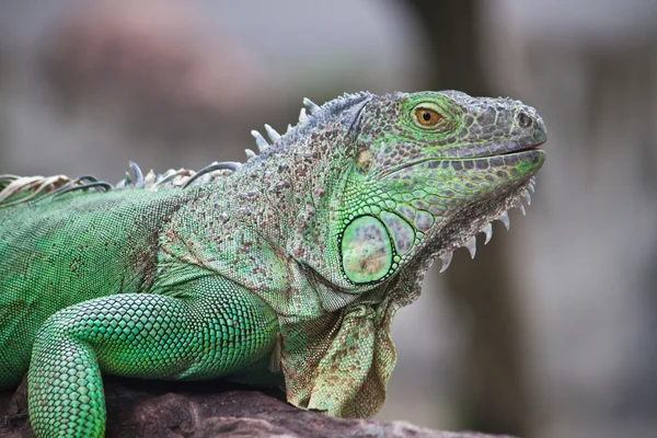 Ahşap üzerine yeşil iguana — Stok fotoğraf