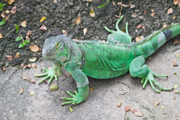 Grüner Leguan auf dem Boden — Stockfoto