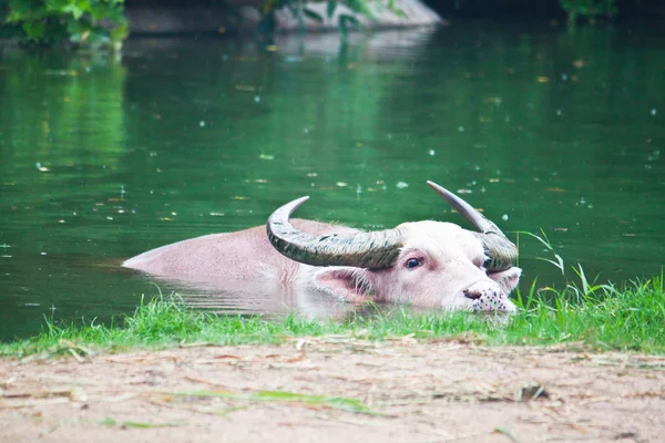 Búfalo albino nadando — Foto de Stock