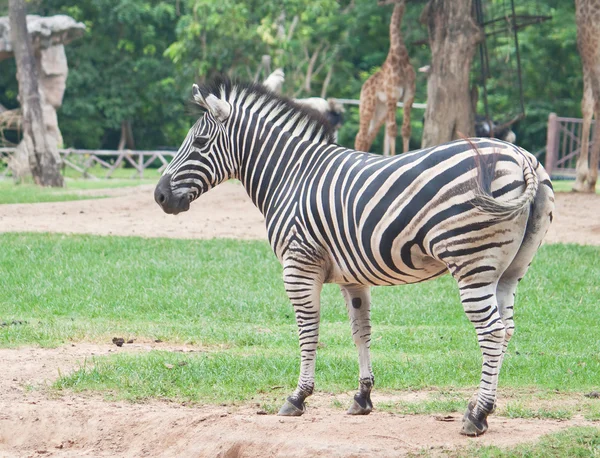 Zebra — Stockfoto