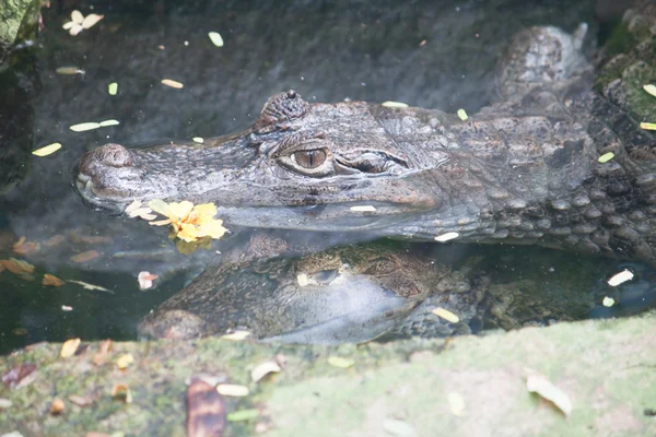 Кайманский крокодил в воде — стоковое фото