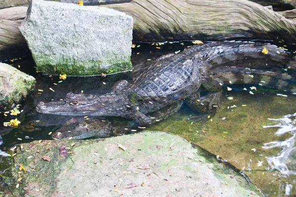 Mating of Caiman Crocodile in water — Stock Photo, Image