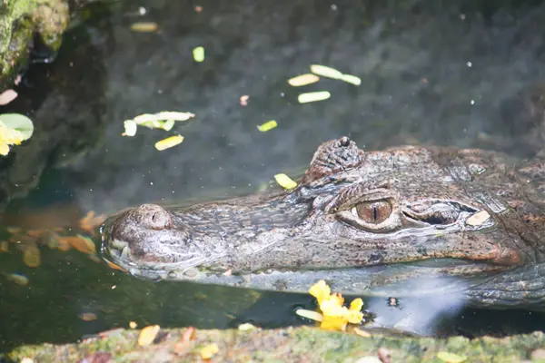 Kajman krokodyla w wodzie — Zdjęcie stockowe