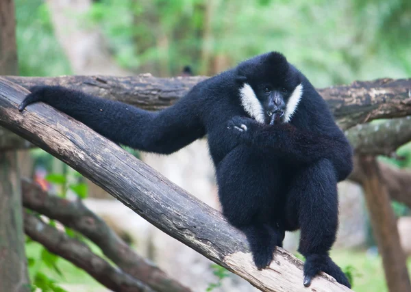 Weißwangengibbon. — Stockfoto