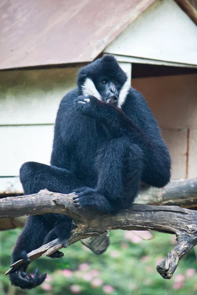 Witte wang Gibbon. — Stockfoto