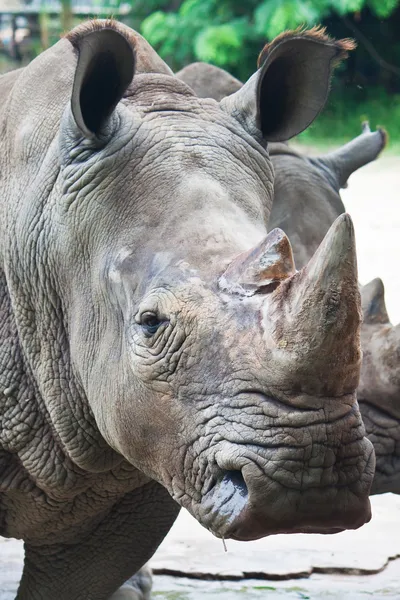 Rhino — Stock Photo, Image