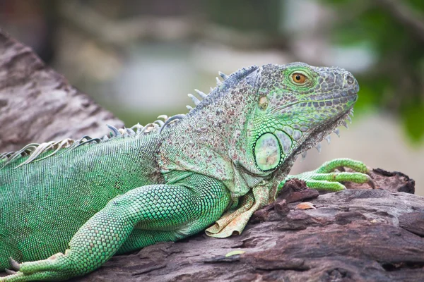 Iguana verde sobre madera — Foto de Stock