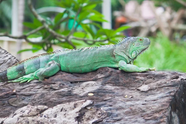 Iguana verde su legno — Foto Stock