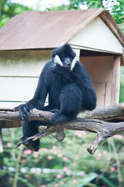 Fehér Pofájú Gibbon. — Stock Fotó