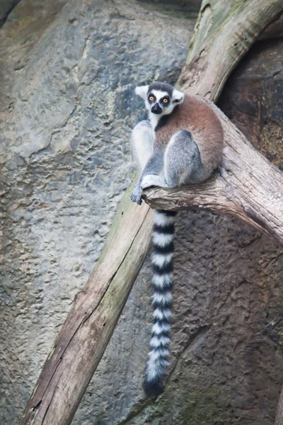 Piękne lemur — Zdjęcie stockowe