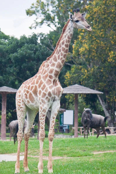 Giraffe — Stockfoto