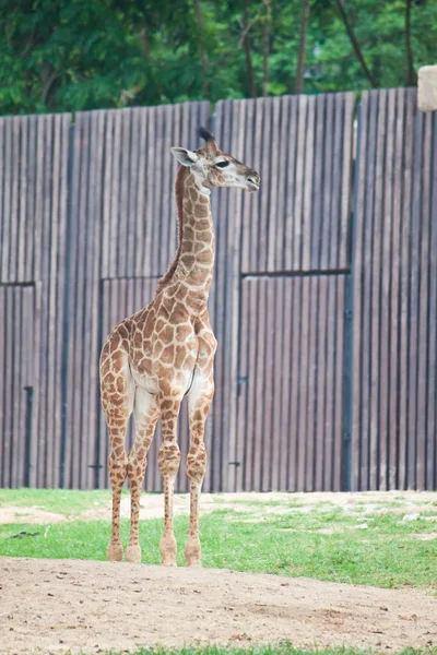 Jovem girafa — Fotografia de Stock