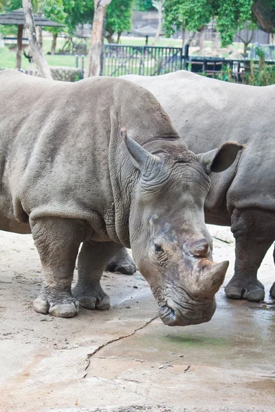 Rhino. — Foto de Stock