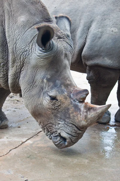 Rhino — Stock Photo, Image