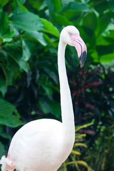 Portrét Flamingo — Stock fotografie