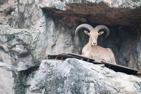 Brown mountain goat — Stock Photo, Image