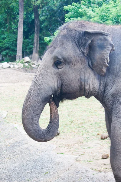 Elefanti tailandesi da vicino — Foto Stock