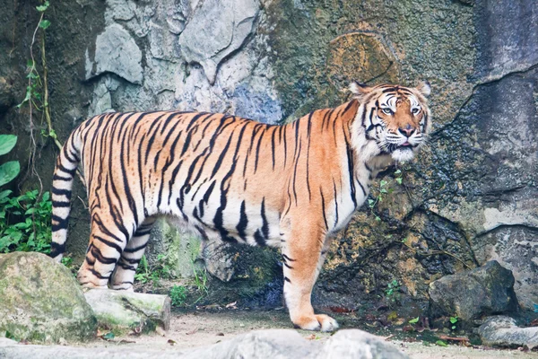 Sumatran tiger — Stock Photo, Image