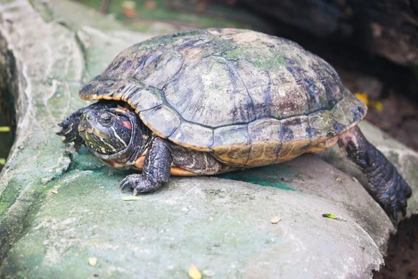 Red ear turtle — Stock Photo, Image