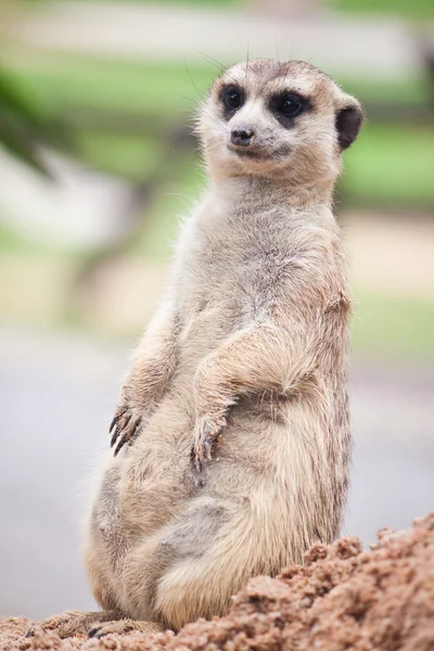 Meerkat. — Fotografia de Stock