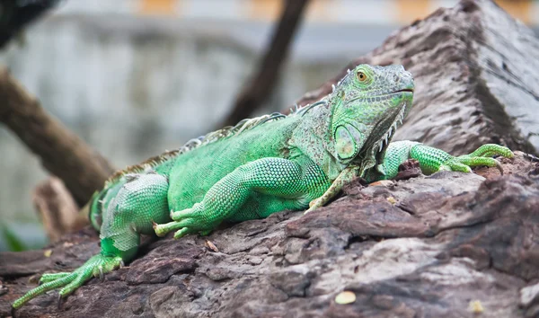 Grüner Leguan auf Holz — Stockfoto