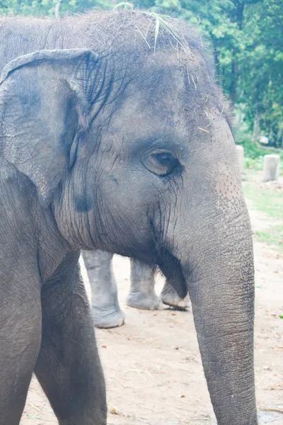 Thai Elephants close up — Stock Photo, Image