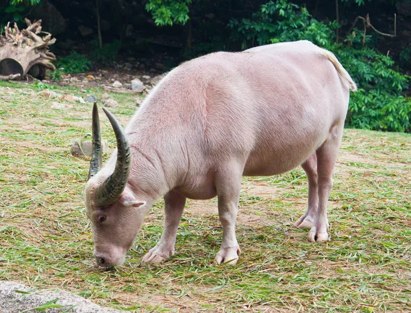 Albino buffalo — Zdjęcie stockowe