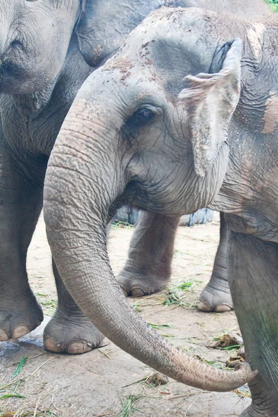 泰国大象关门 — 图库照片