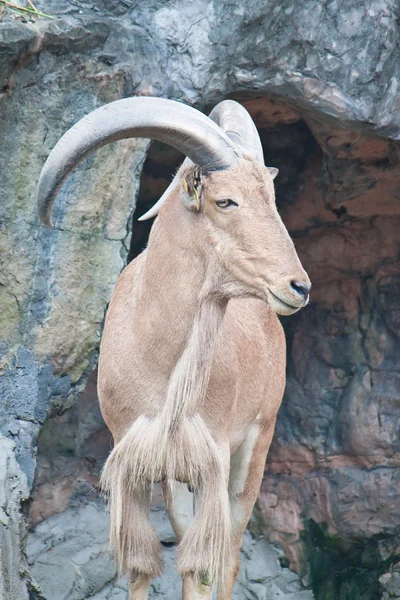 Brown mountain goat — Stock Photo, Image